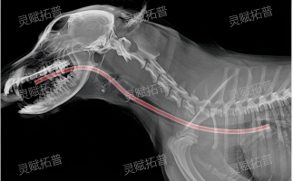 image_384687467257452.png